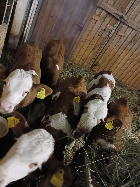 Bio Fleckvieh Stierkälber, genetisch hornlos