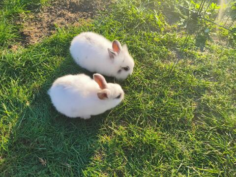 2x Kaninchen zu verschenken
