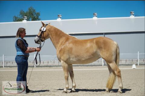Milou, Haflinger-Stute