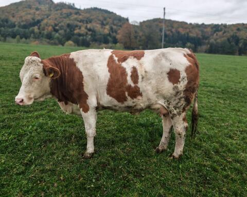 Verkaufe Bio-Kuh, Kalbin in Milch
