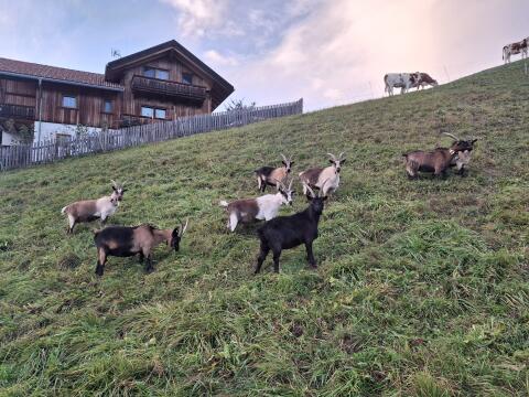 Suche Alm für 70 Passeirer Gebirgsziegen