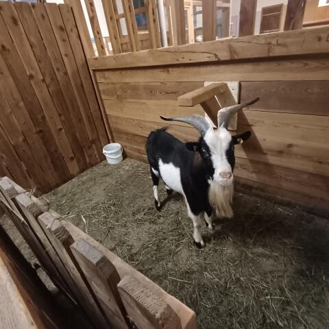 Zwergziegenbock