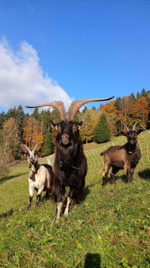 Passeier Bock