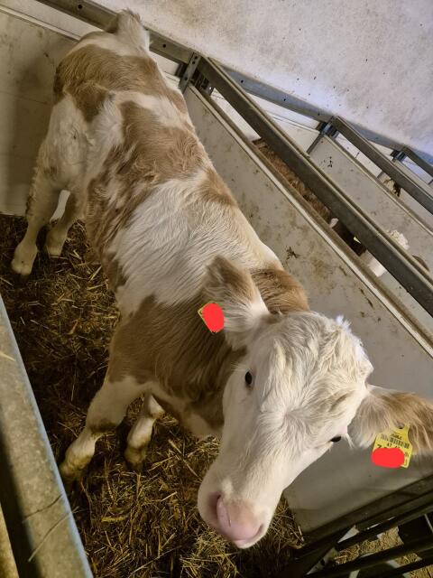 Fleckvieh-Stierkalb