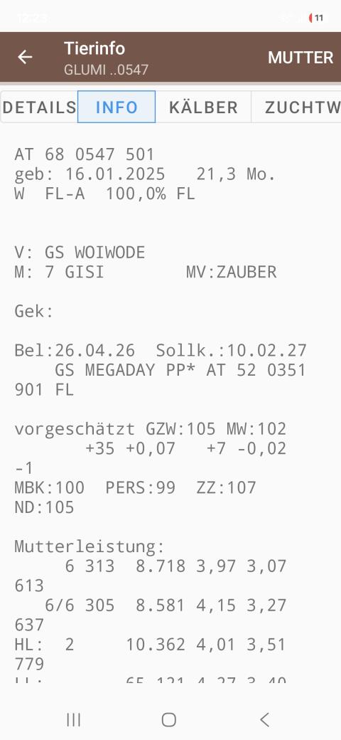 Verkaufe trächtige Kalbin
