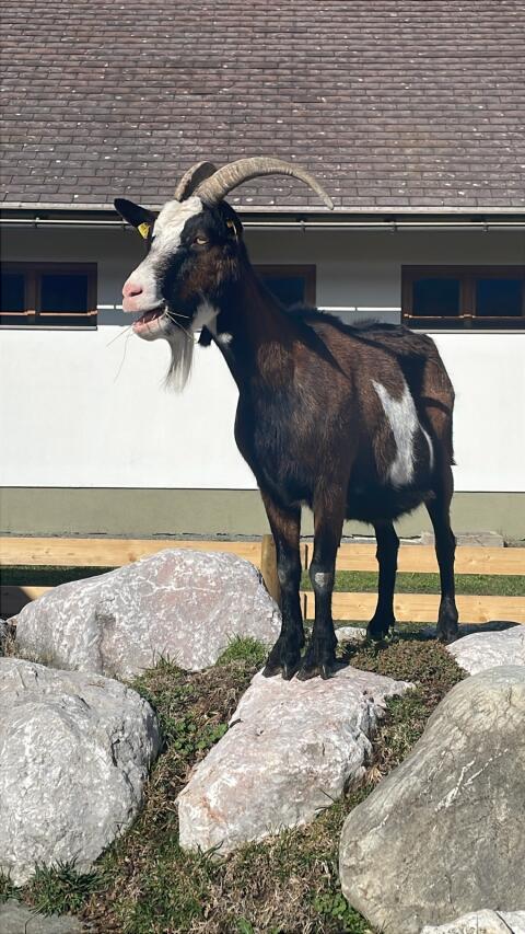 Wir suchen eine ältere, ruhige kleine Ziege oder Zwergziege