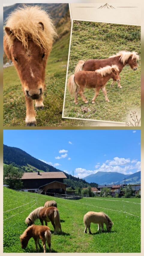 Mini-Shetland-Pony-Hengst