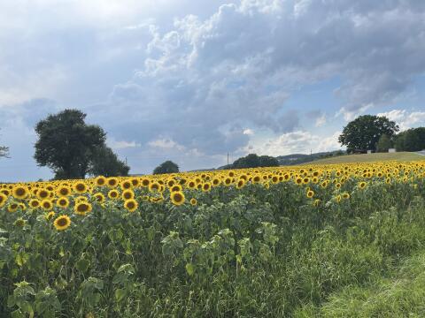 Sonnenblumenkerne