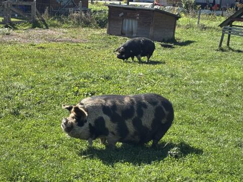 2 Kune Kune Schweine, kastriert, 5 Jahre