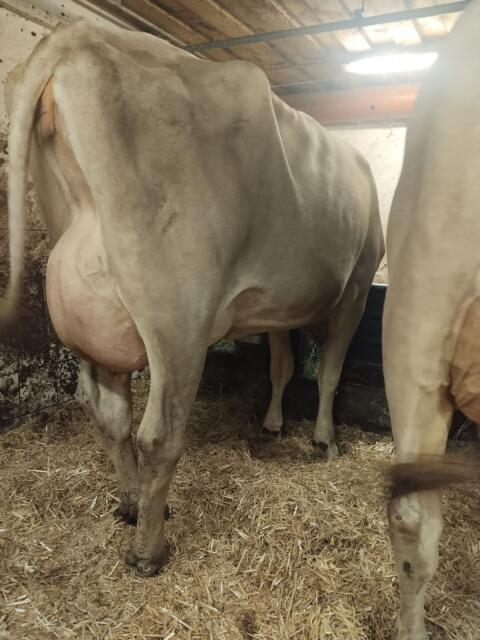Brown Swiss Erstmelk