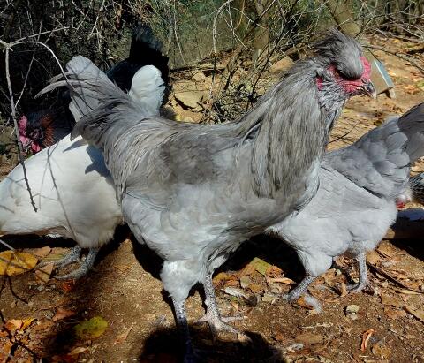 Lavender Araucana