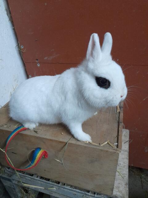 Farbenzwergkaninchen hototfarbig
