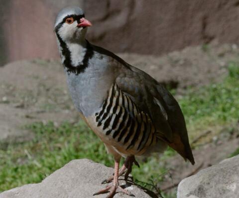 Alpensteinhuhn