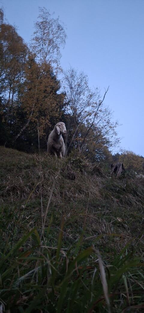 Schafe