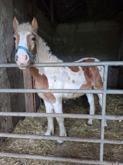 Haflinger-Tinker-Mix Hengstfohlen