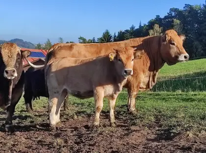 Aubrac-Kalbin
