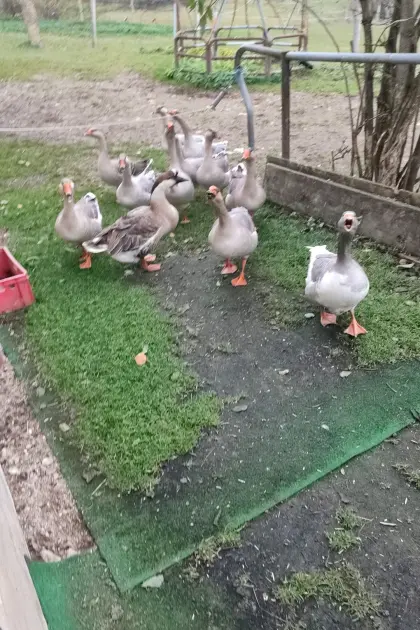 Gänse