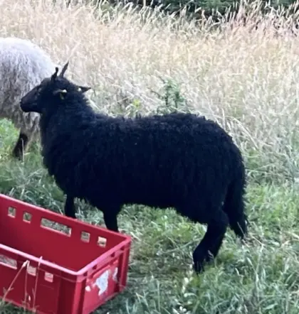 Zackelschaf