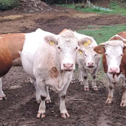 Trächtige Charolais-Kuh