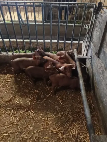 Duroc-Ferkel zu verkaufen