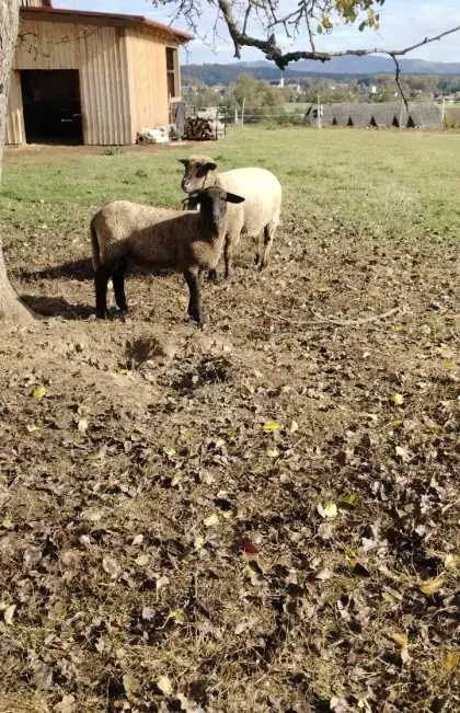 Schaf
