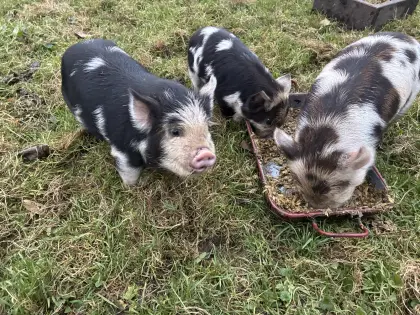 Kunekune-Ferkel (HB)