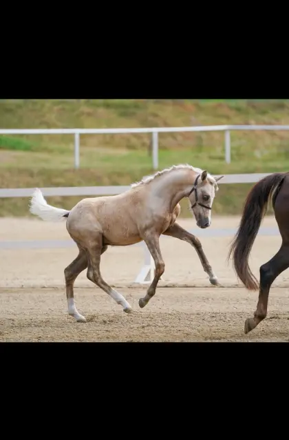 Bewegungsstarkes Reitponyfohlen nach Denim AT zu verkaufen