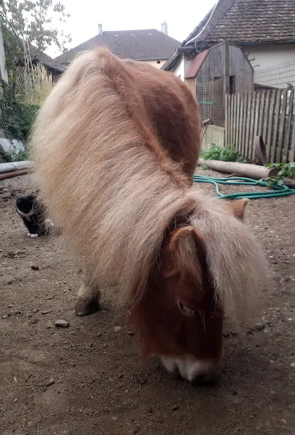 Pony