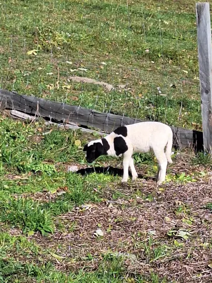 Sternchen sucht Freunde