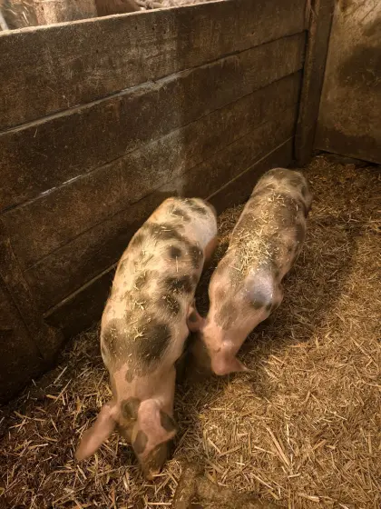 Ferkel, Duroc x Pietrain