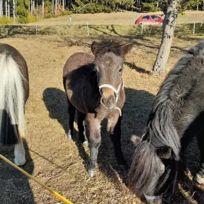 Shetlandpony Stutfohlen
