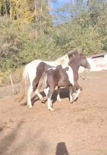 Fahrpferd