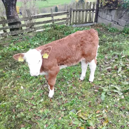 BIO Fleckviehkuhkalb