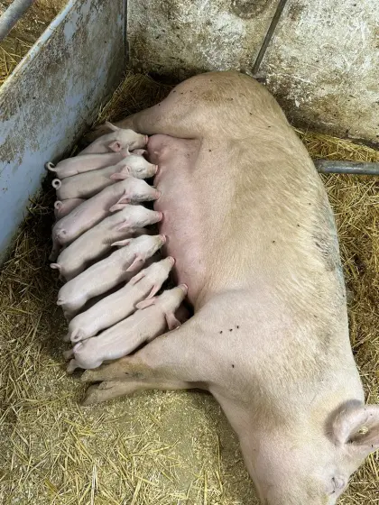 Ferkel