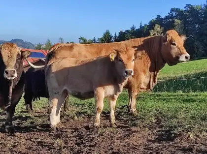 Aubrac-Kalb W