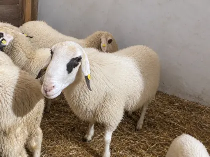 Verkauf Brillenschaf-Widder Ib