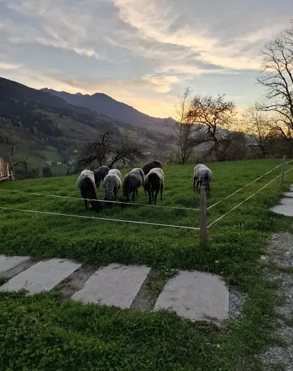 Tiroler Steinschafe