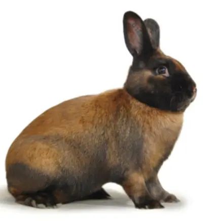 Rassekaninchen