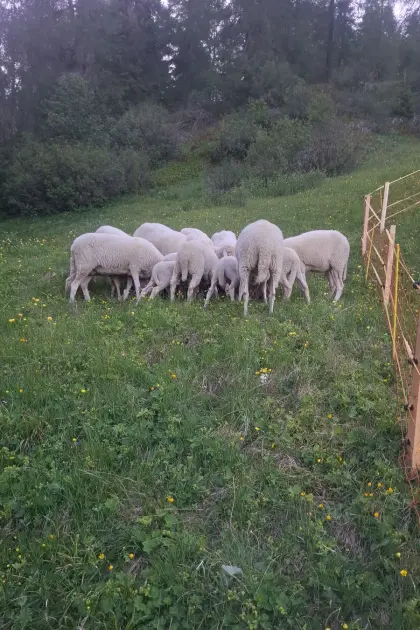 Suche Landwirtschaft zum Pachten