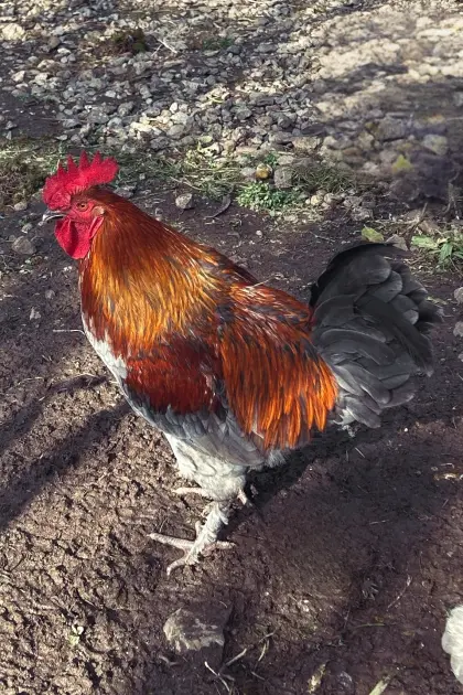 Marans-Hahn, reinrassig