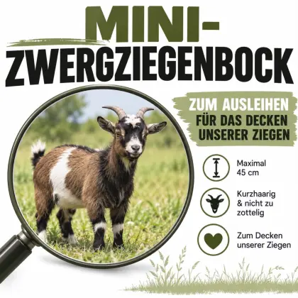 Minizwergziegenbock
