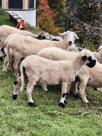 Walliser Schwarznasen-Aue, Bio