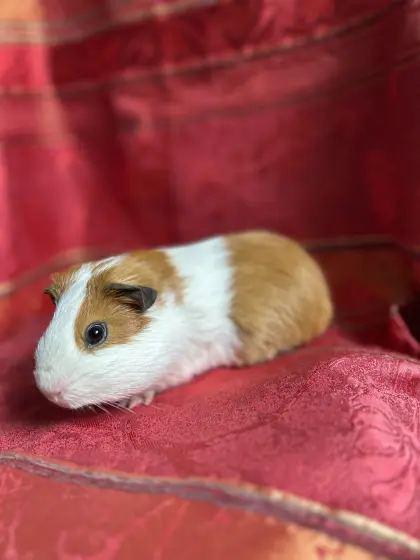 Junge Meerschweinchen-Buben
