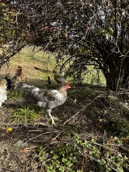 Hahn Australorp Fifty-five Mischling