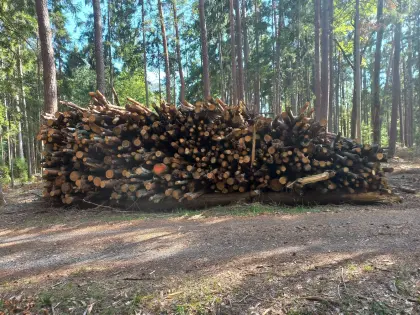 Holz für Hackgut