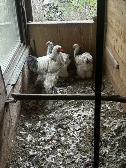 Brahma 1.2