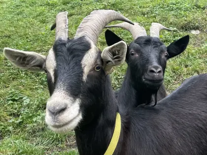 Ziege, Ziegenbock, kastriert