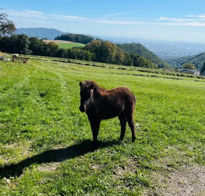 Pony-Stutfohlen