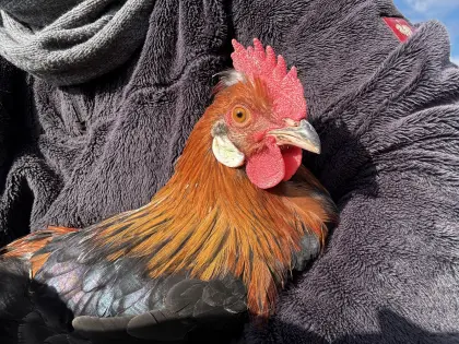 Sulmtaler Junghahn „Balthazar“