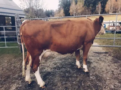 Bio-Fleckviehkuh